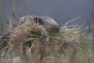 Marmotte des Alpes