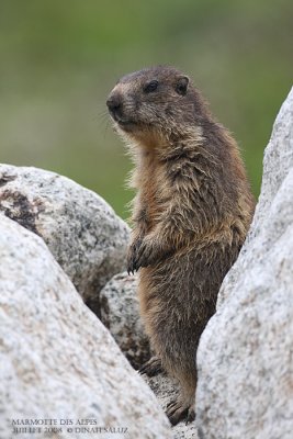 Marmotte des Alpes