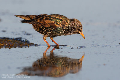 Etourneau sansonnet - Common Starling