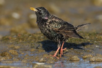 Etourneau sansonnet - Common Starling