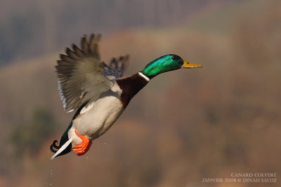 Canard colvert - Mallard