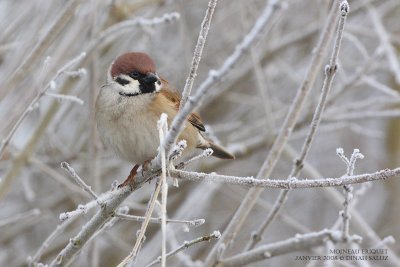 Moineau friquet - Tree Sparrow