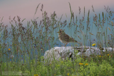 Alouette des champs - Sky Lark