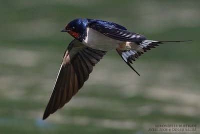 Hirondelle rustique - Barn Swallow