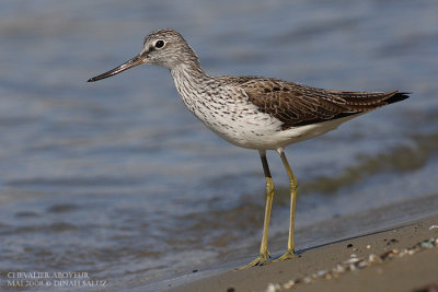 Chevalier aboyeur - Common Greenshank