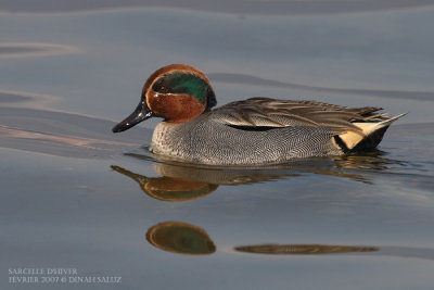Sarcelle d'hiver - Common Teal