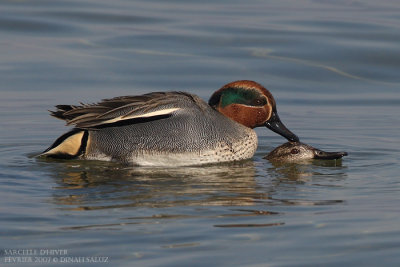 Sarcelle d'hiver - Common Teal