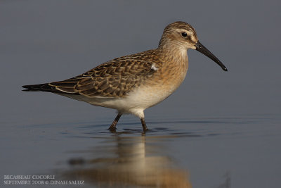 Bcasseau cocorli - Curlew Sandpiper