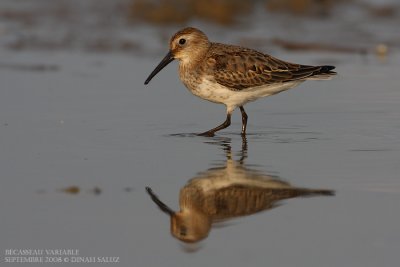 Bcasseau variable - Dunlin