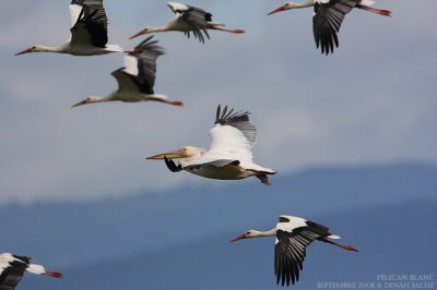 Pélican blanc - White Pelican