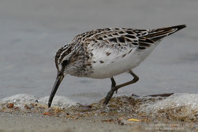 Bcasseau falcinelle - Broad-billed Sandpiper