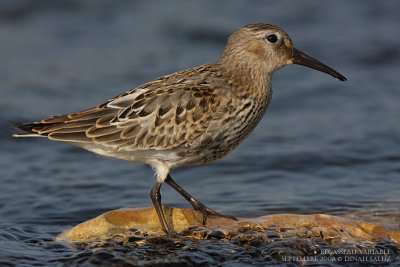 Bcasseau variable - Dunlin