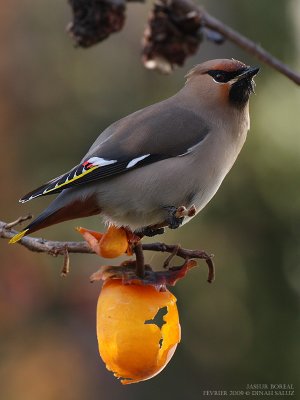 Jaseur boréal - Bohemian Waxwing