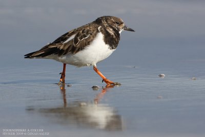 Tournepierre  collier - Turnstone