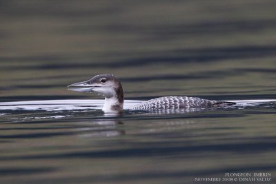 Plongeon imbrin - Great Northern Diver