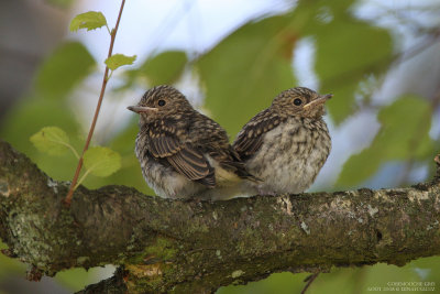 Gobemouche gris - Spotted Flycatcher