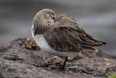 Bcasseau variable - Dunlin