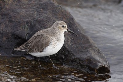 Bcasseau variable - Dunlin