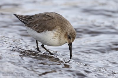 Bcasseau variable - Dunlin