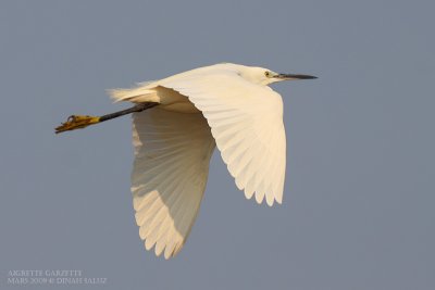 Aigrette garzette - Little Egret