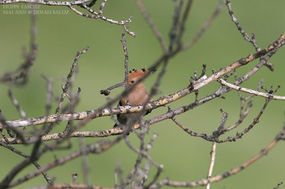 Huppe fascie - Hoopoe