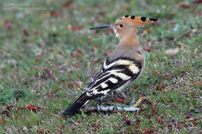 Huppe fascie - Hoopoe