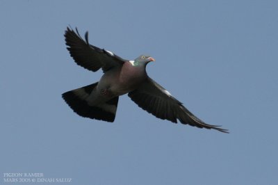 Pigeon ramier - Wood Pigeon