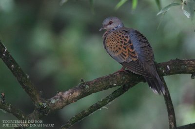 Tourterelle des bois - Turtle Dove