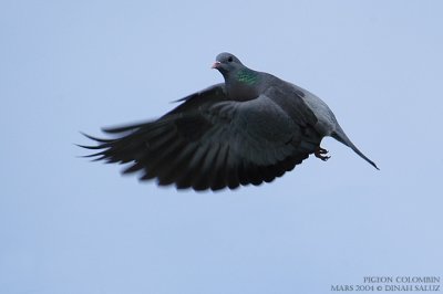Pigeon colombin - Stock Dove