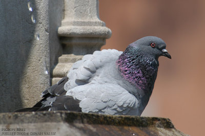 Pigeon biset domestique - Feral Pigeon