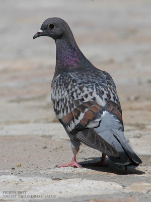 Pigeon biset domestique - Feral Pigeon