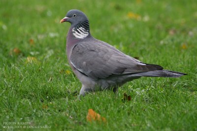 Pigeon ramier - Wood Pigeon