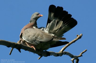 Pigeon ramier - Wood Pigeon