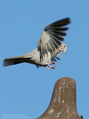 Tourterelle turque - Collared Dove