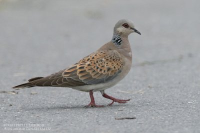 Tourterelle des bois - Turtle Dove