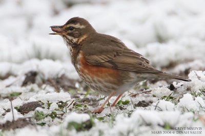 Grive mauvis - Redwing