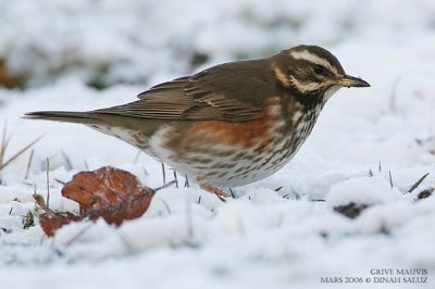 Grive mauvis - Redwing