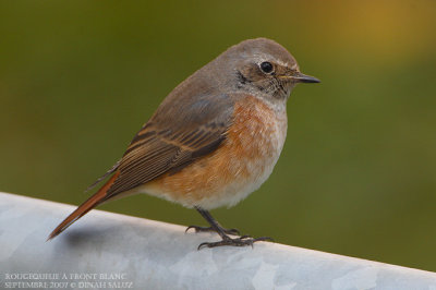 Rougequeue  front blanc - Common Redstart