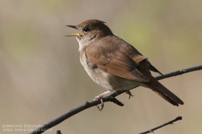 Rossignol philomle - Nightingale