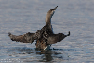 Plongeon arctique - Black-throated Diver