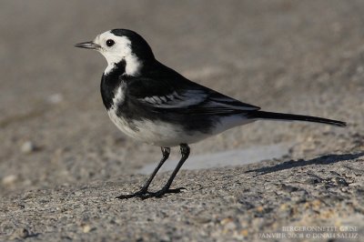 Bergeronnette grise - White Wagtail