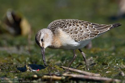 Bcasseau cocorli - Curlew Sandpiper