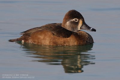 Fuligule  bec cercl - Ring-necked Duck