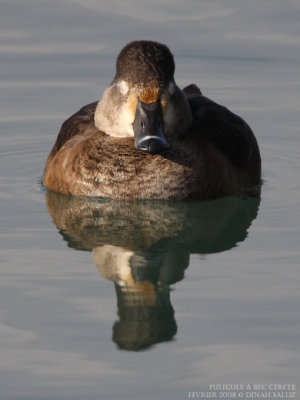 Fuligule  bec cercl - Ring-necked Duck