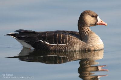 Oie rieuse - White-fronted Goose