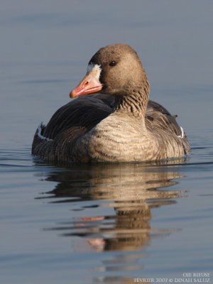Oie rieuse - White-fronted Goose