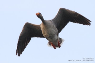 Oie cendre - Greylag Goose