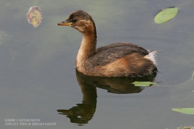 Grbe castagneux - Little Grebe