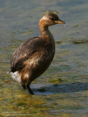 Grbe castagneux - Little Grebe