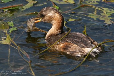 Grbe castagneux - Little Grebe